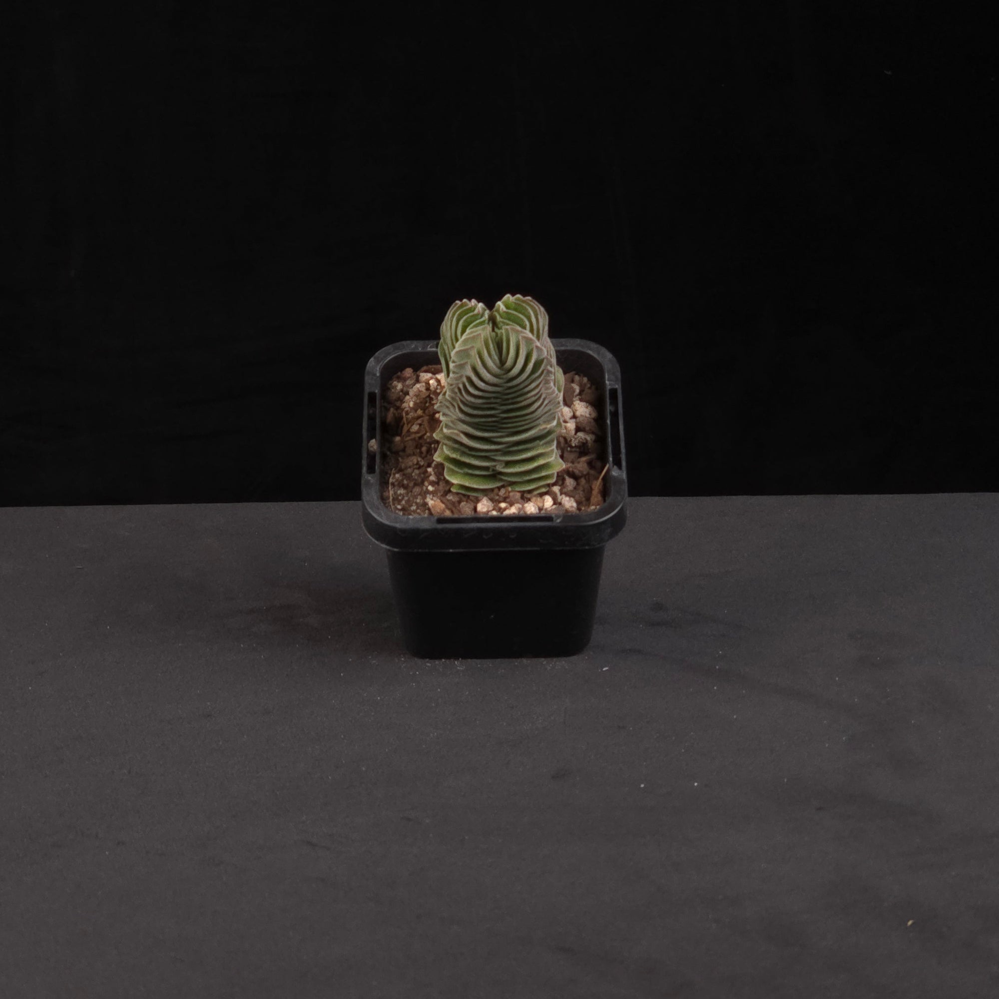 Crassula Buddha's Temple succulent growing in black nursery pot