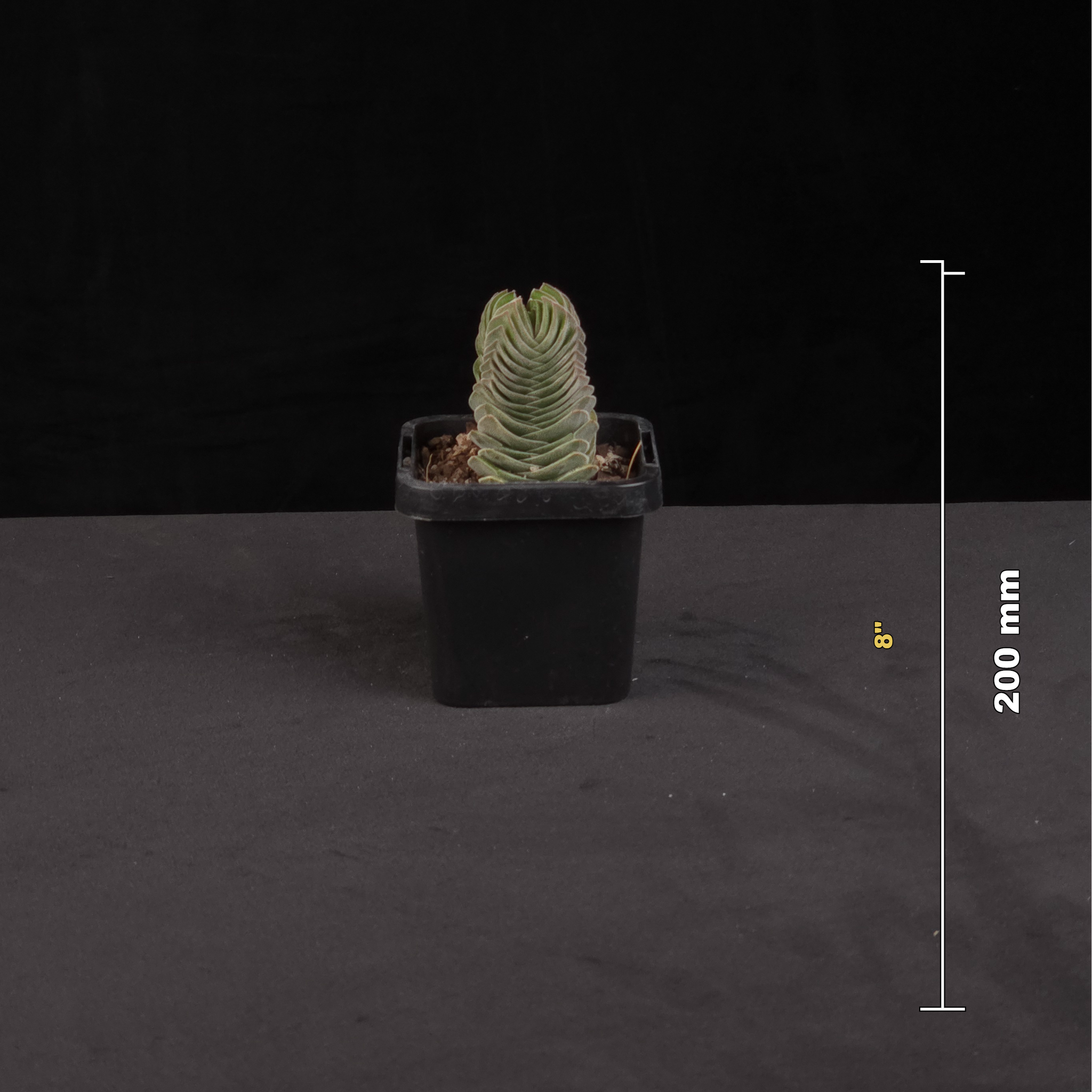 Crassula Buddha's Temple potted succulent shown with size reference