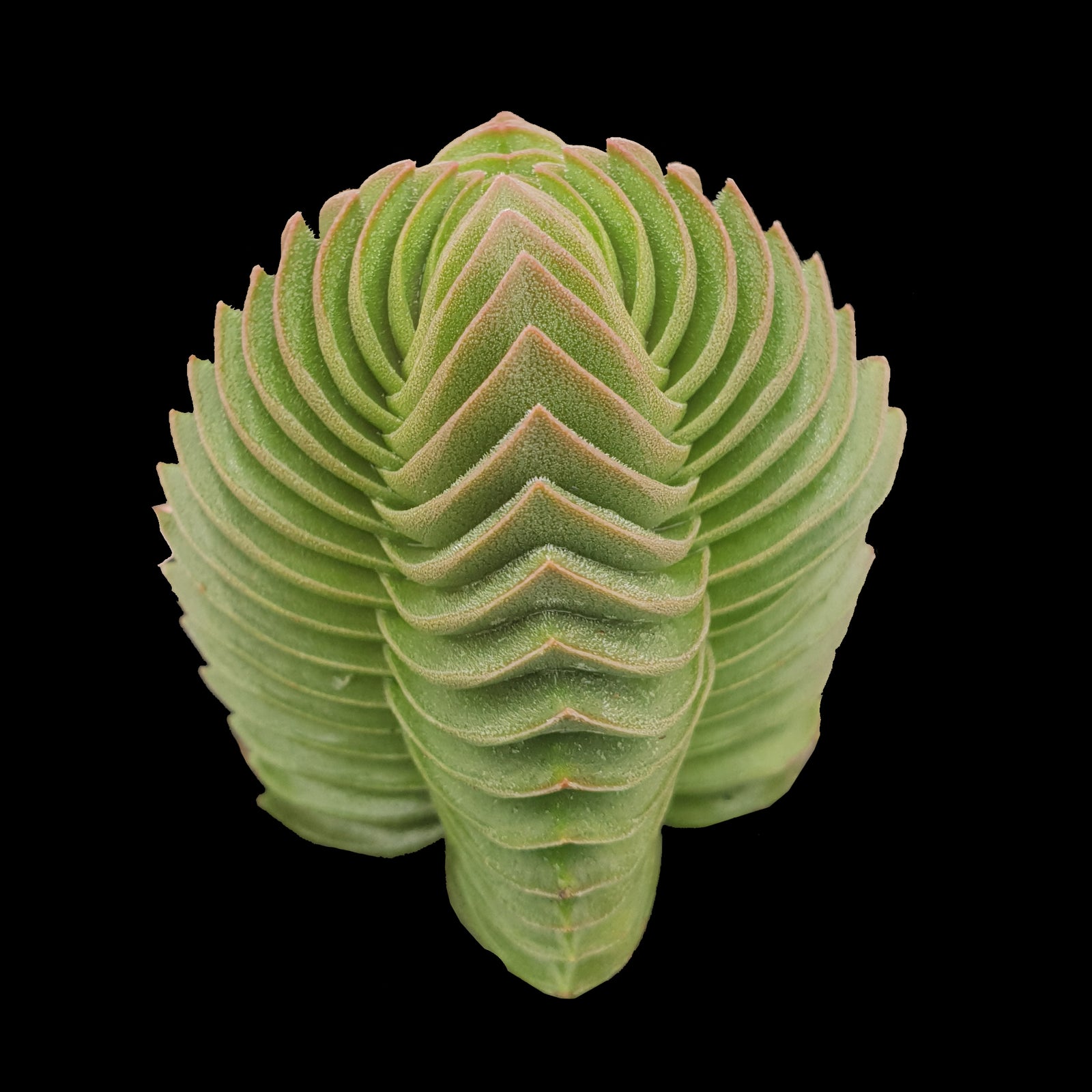 Crassula Buddha's Temple succulent with tightly stacked geometric leaves