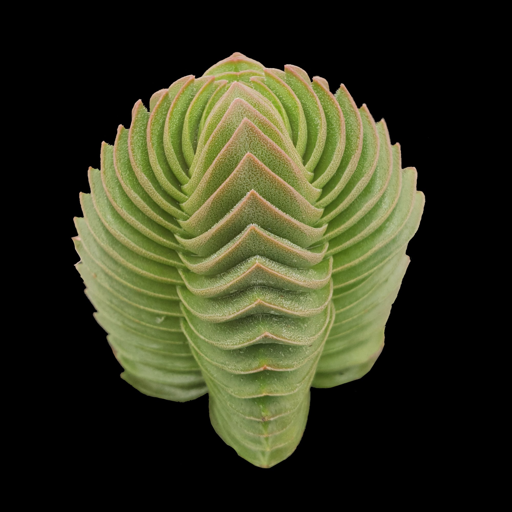 Crassula Buddha's Temple succulent with tightly stacked geometric leaves