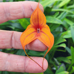 Masdevallia  Cusco Gold 'Beenak' divisions