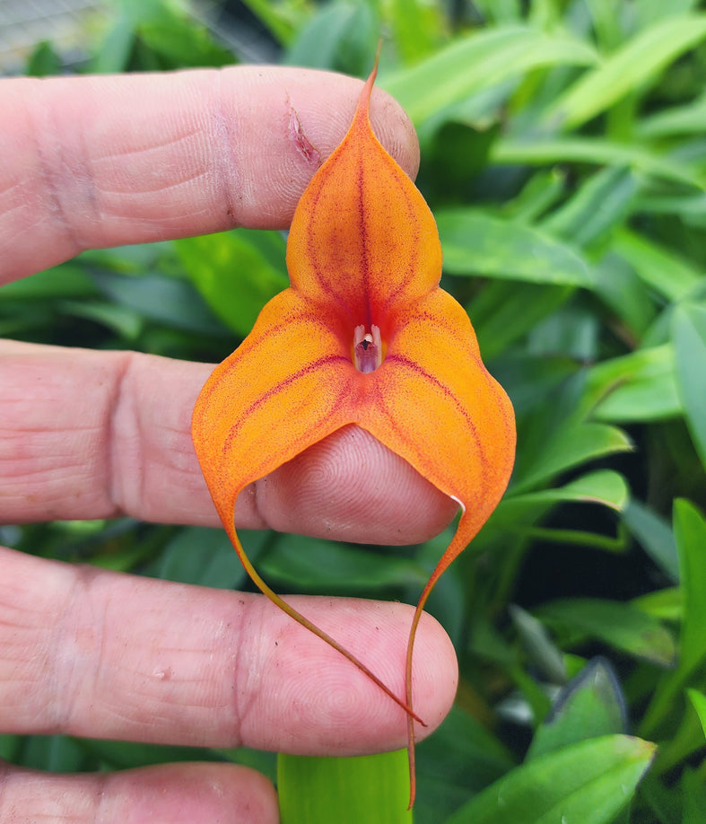 Masdevallia  Cusco Gold 'Beenak' divisions