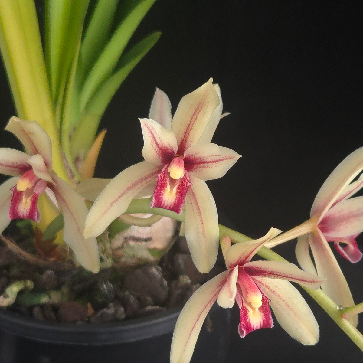 Cymbidium Ensi Canal showing cream flowers with pink markings
