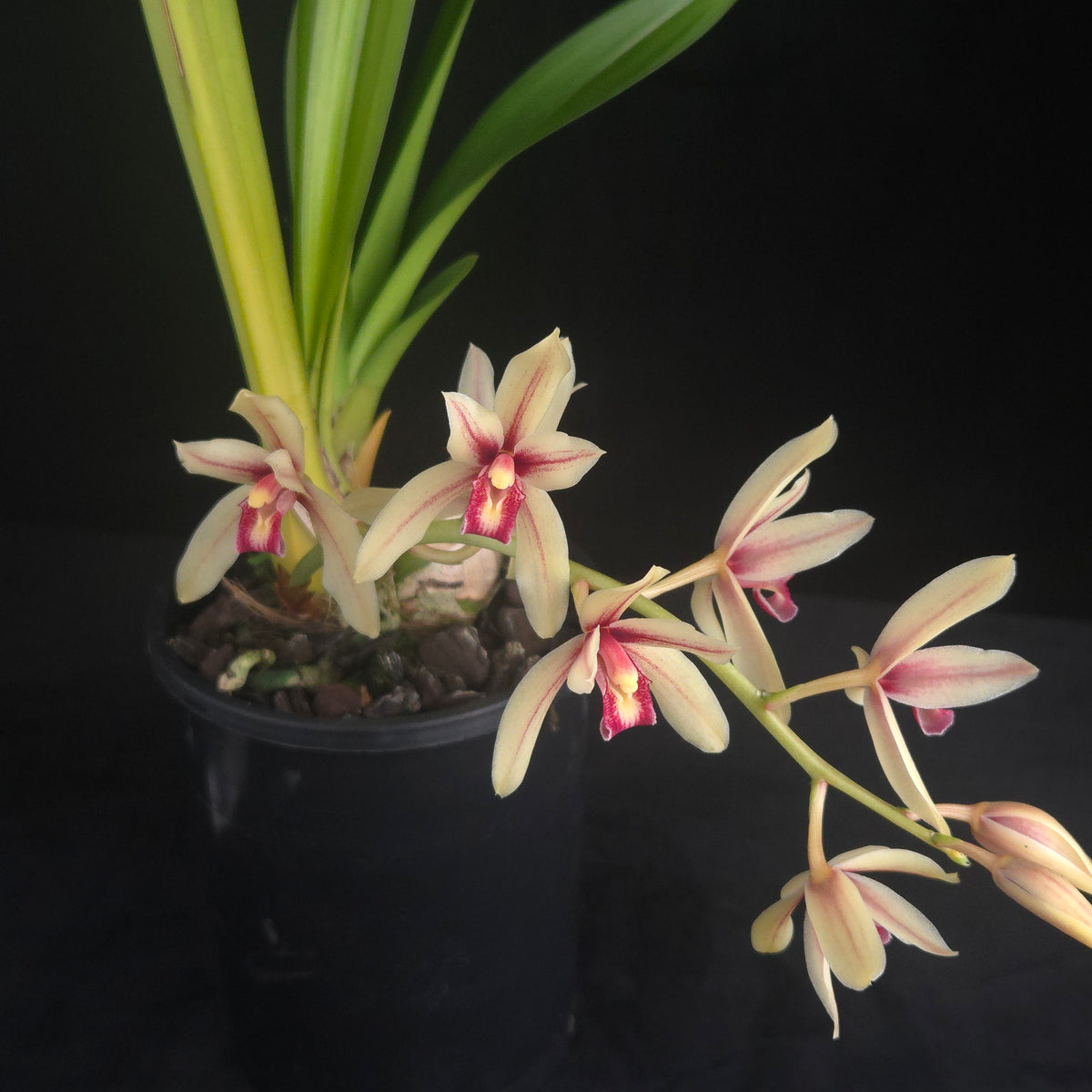 Cymbidium Ensi Canal flowering plant with arching flower spike
