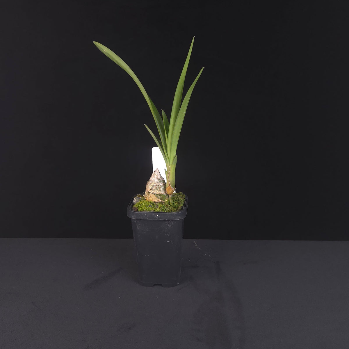 Cymbidium Ensi Canal growing in black nursery pot