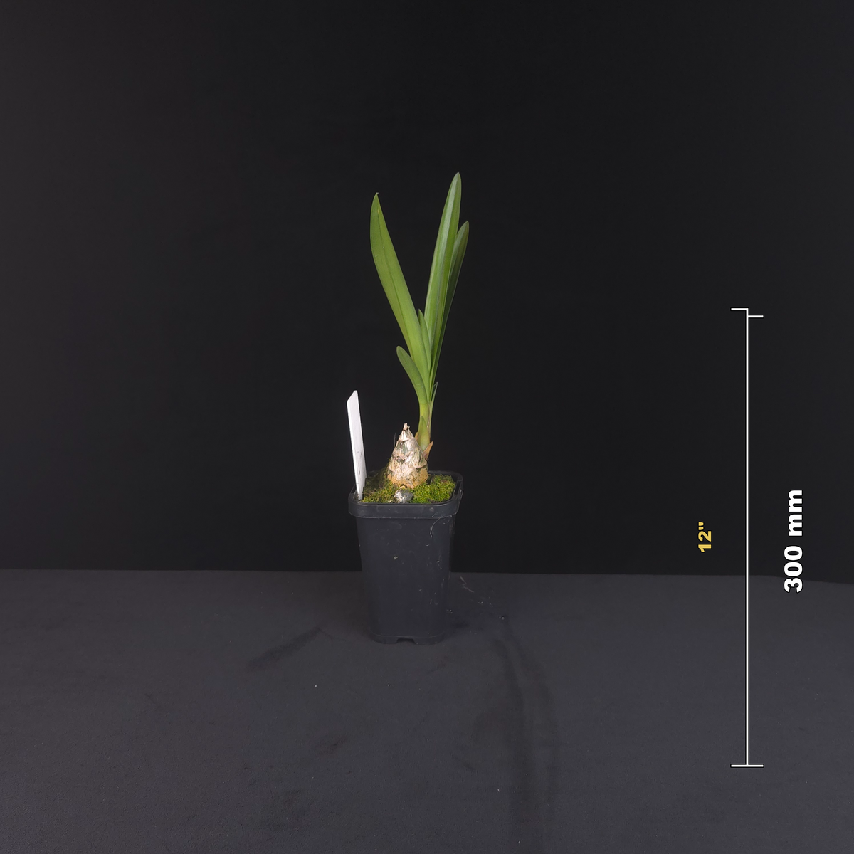 Cymbidium Ensi Canal potted plant shown with size reference