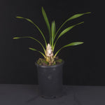 Cymbidium lowianum var. lowianum growing in black nursery pot
