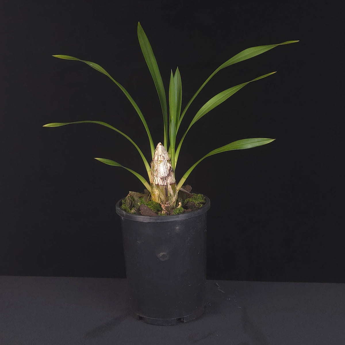 Cymbidium lowianum var. lowianum growing in black nursery pot