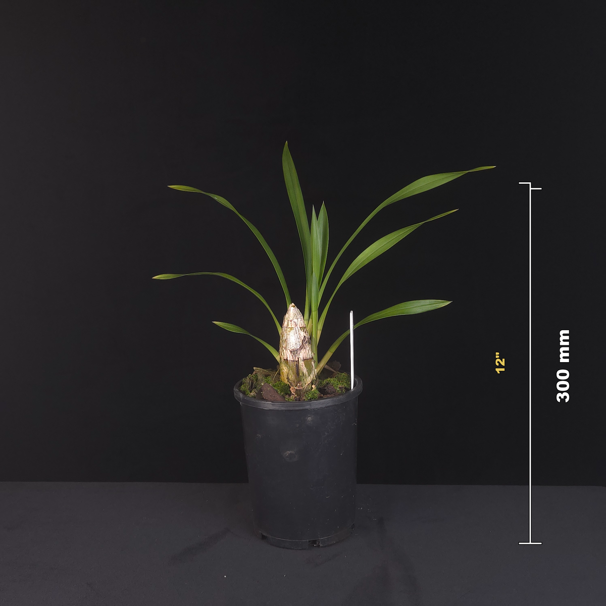Cymbidium lowianum var. lowianum potted plant shown with size reference