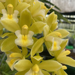 Cymbidium Sarah Jean 'Paradise' – 'Frosty Tips'
