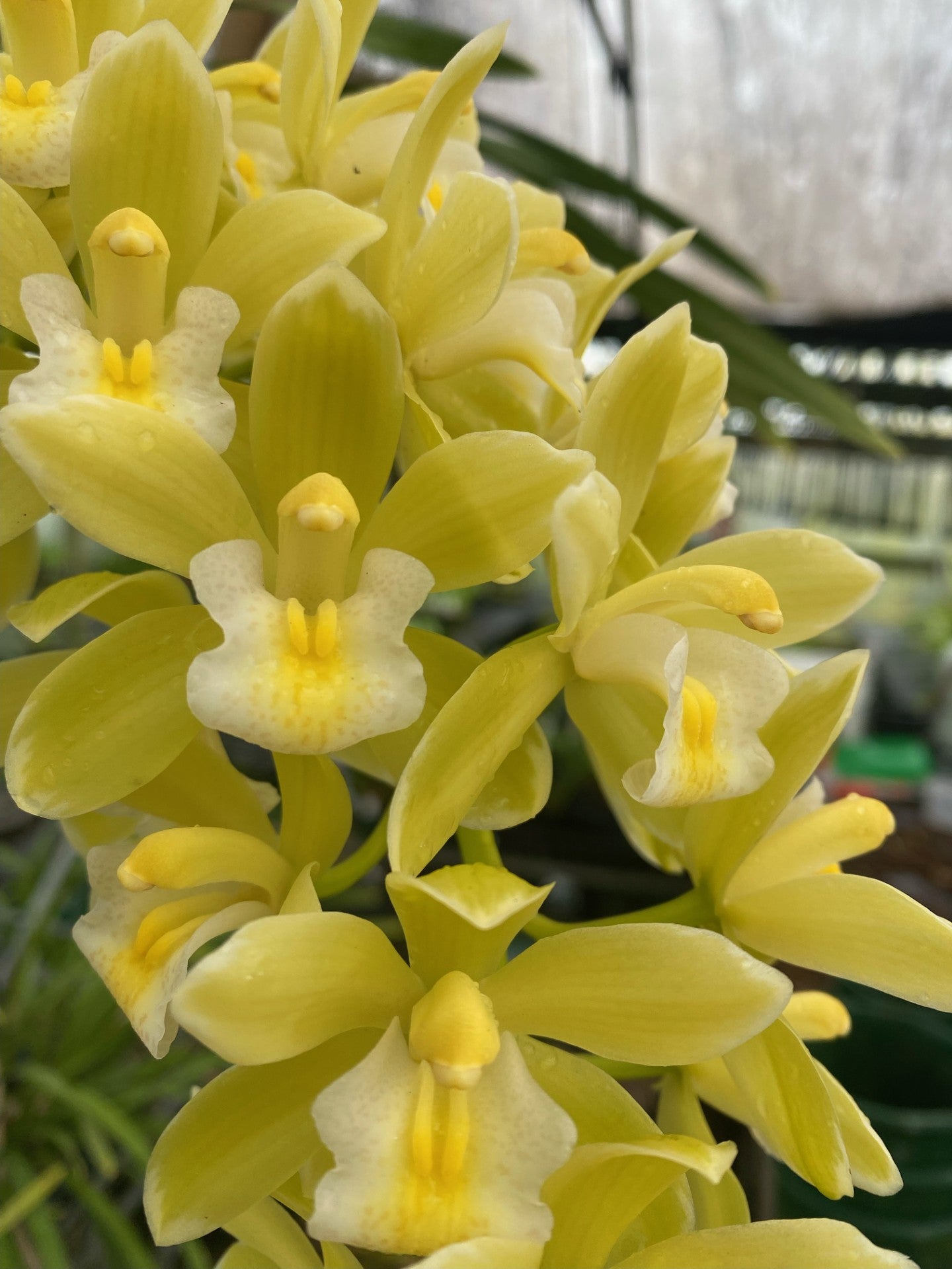 Cymbidium Sarah Jean 'Paradise' – 'Frosty Tips'