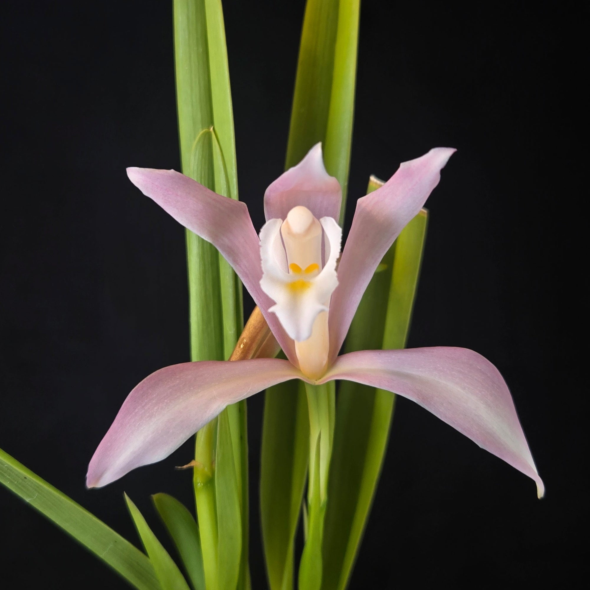 Cymbidium wadae - One Off Special showing pale pink flower