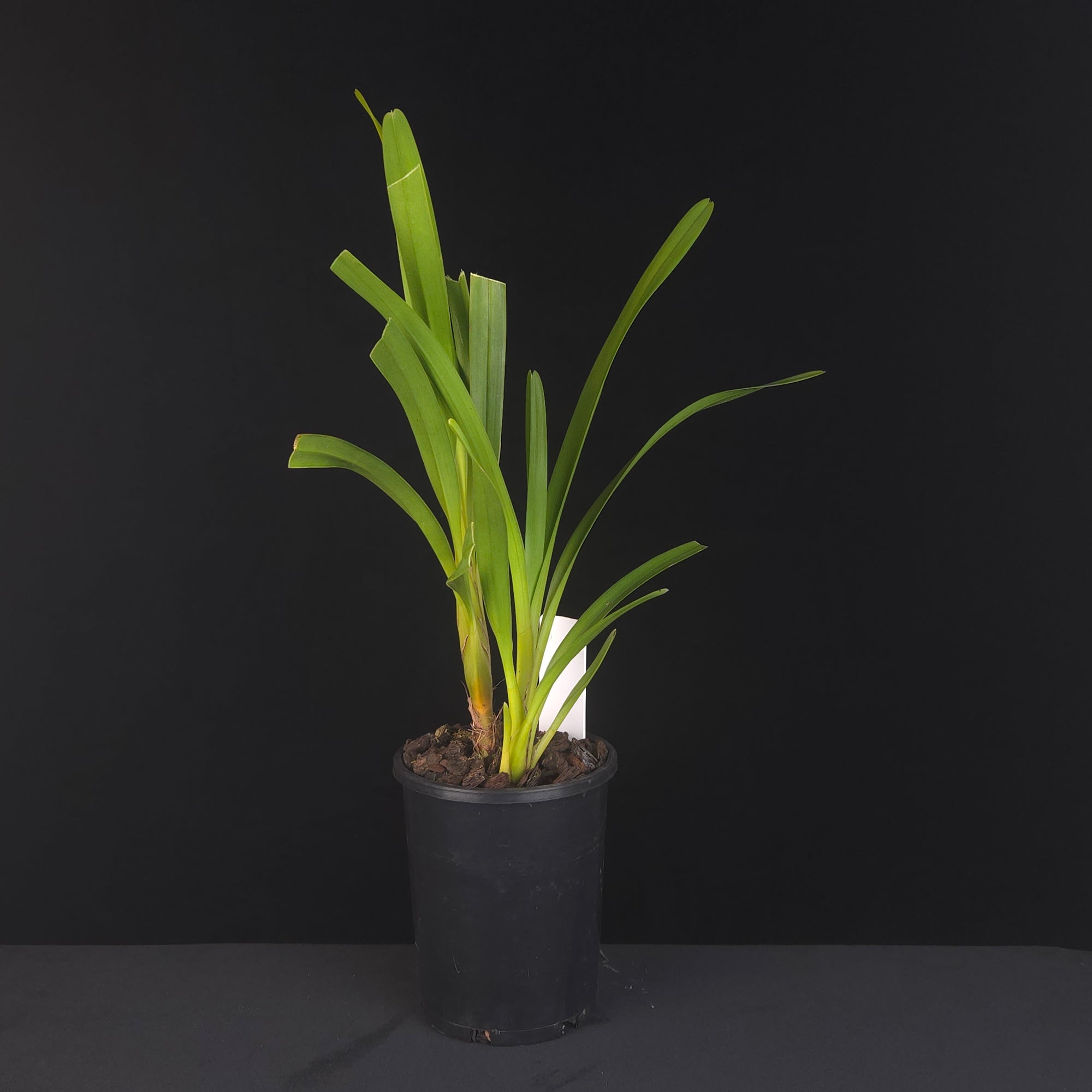 Cymbidium wadae - One Off Special potted plant from side