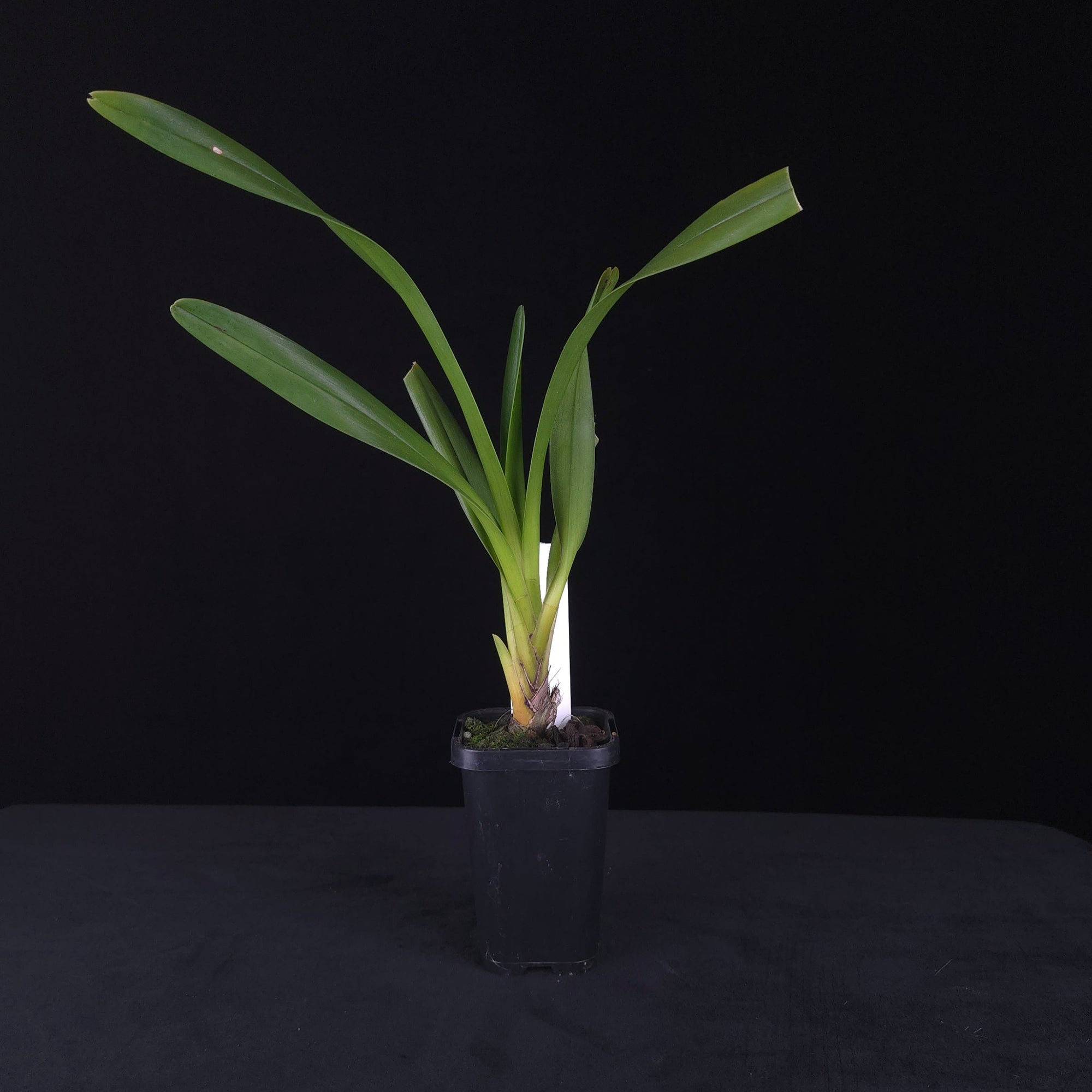 Cymbidium wadae - One Off Special growing in nursery pot