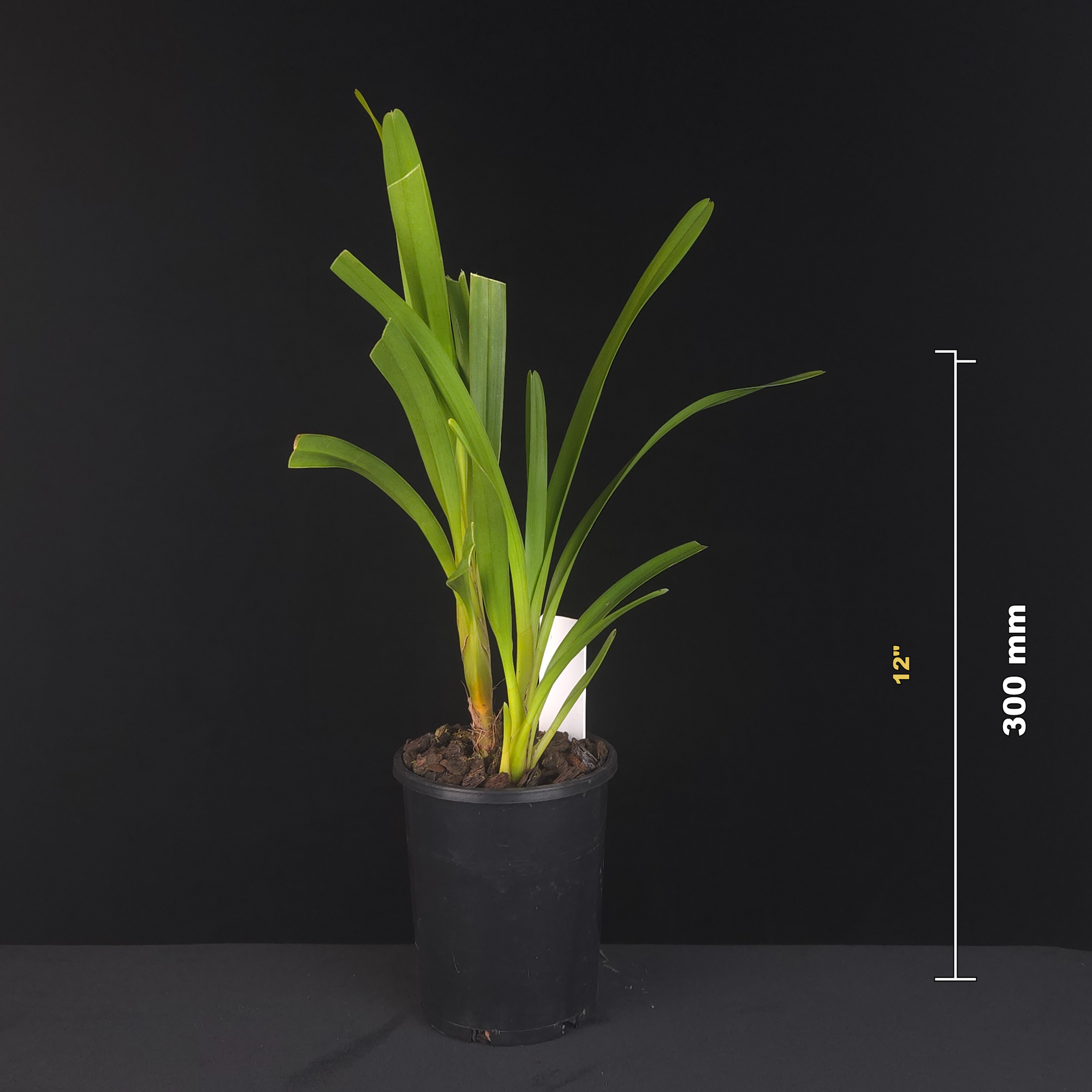 Cymbidium wadae - One Off Special potted plant with size reference
