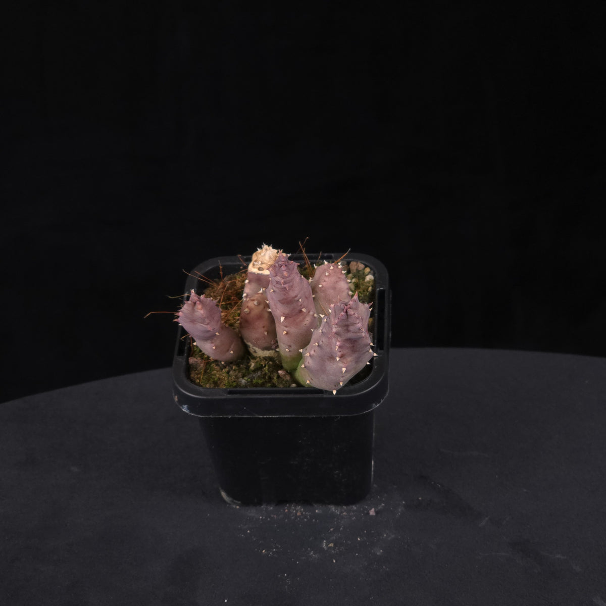 Huernia loeseneriana Stapelia Starfish Flower – Collection No. 13