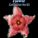 Stapelia grandiflora ‘Compacta’ Starfish Flower – Collection No. 83
