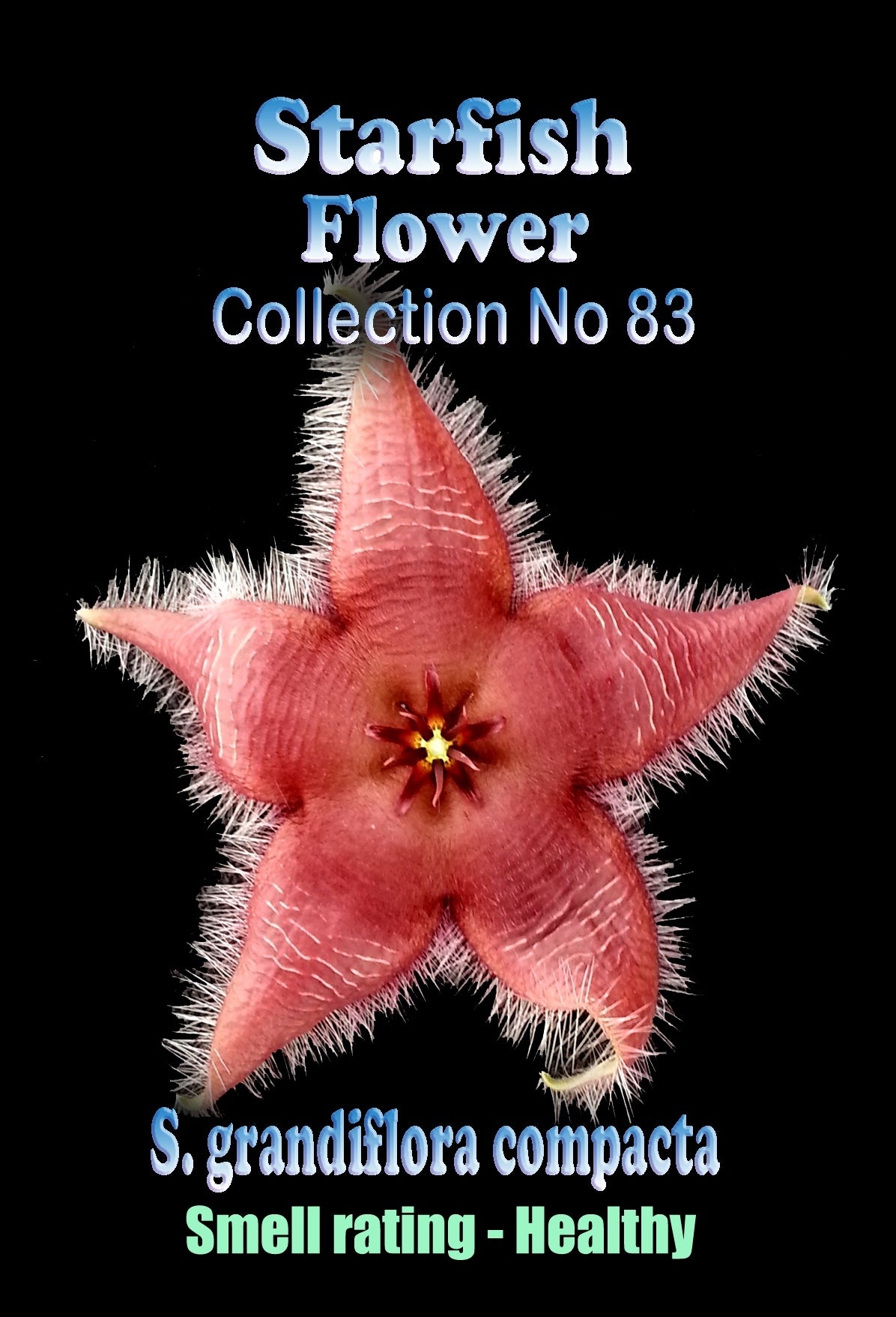 Stapelia grandiflora ‘Compacta’ Starfish Flower – Collection No. 83