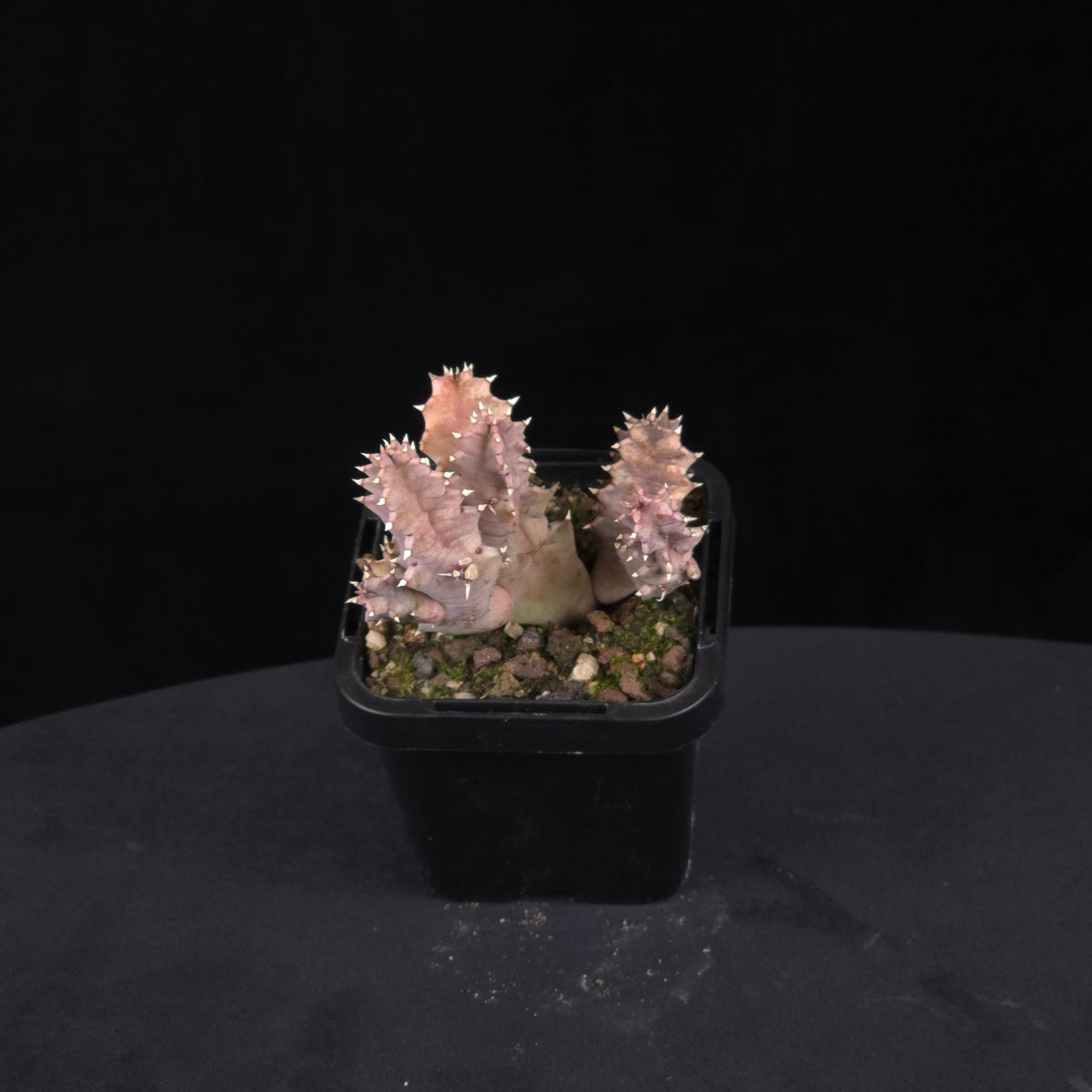 Huernia zebrina var. magniflora Stapelia Starfish Flower – Collection No. 37