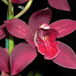 Cymbidium Collection Assorted Upright x 10