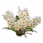 Dendrobium bensoniae