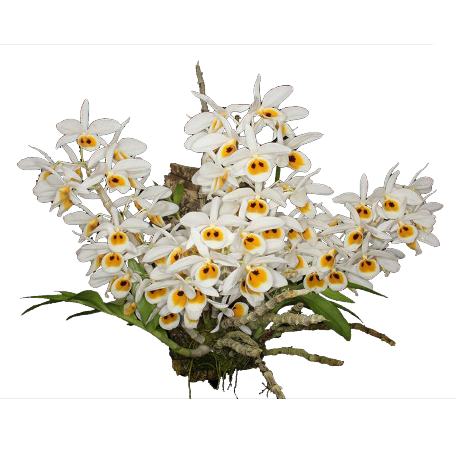 Dendrobium bensoniae