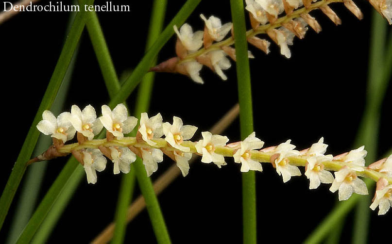 Coelogyne tenellum (syn. Dendrochilum tenellum) - The Delicate Chain Orchid