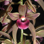 Cymbidium  devonianum x caniliculatum