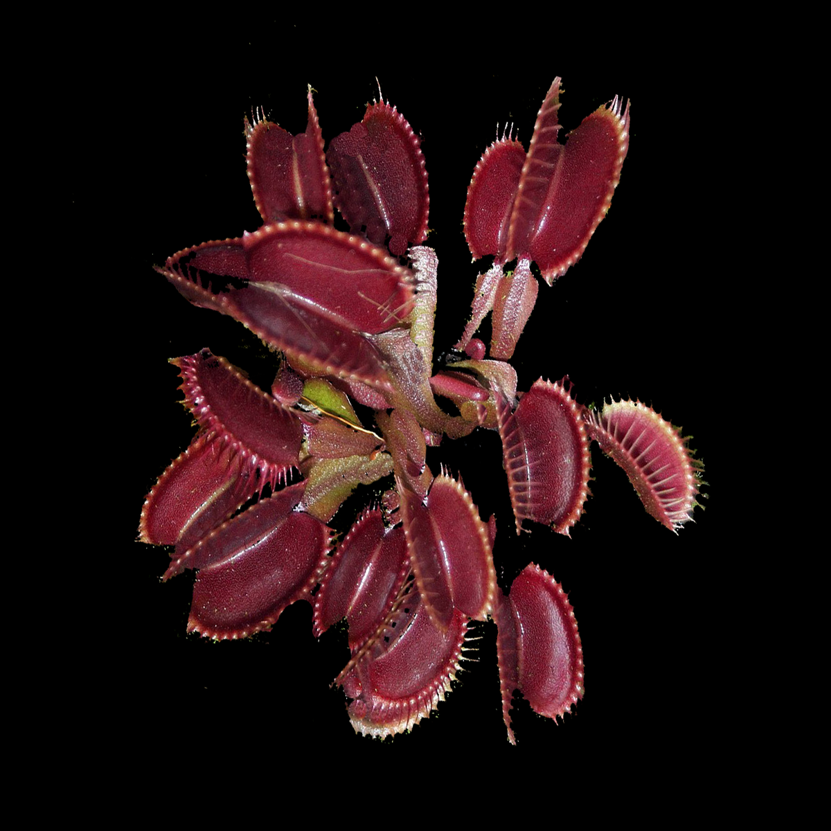 Dionaea muscipula ‘Akai Ryu’ Red Dragon Venus Flytrap showing deep red foliage and traps