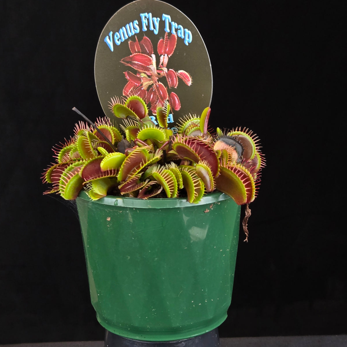 Side view of Dionaea muscipula ‘Akai Ryu’ Red Dragon Venus Flytrap displaying red foliage in a green pot