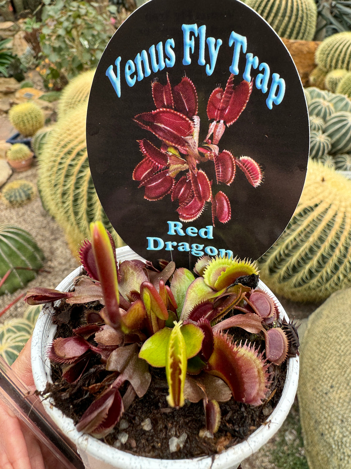 Top view of Dionaea muscipula ‘Akai Ryu’ Red Dragon Venus Flytrap growing in a pot with plant label