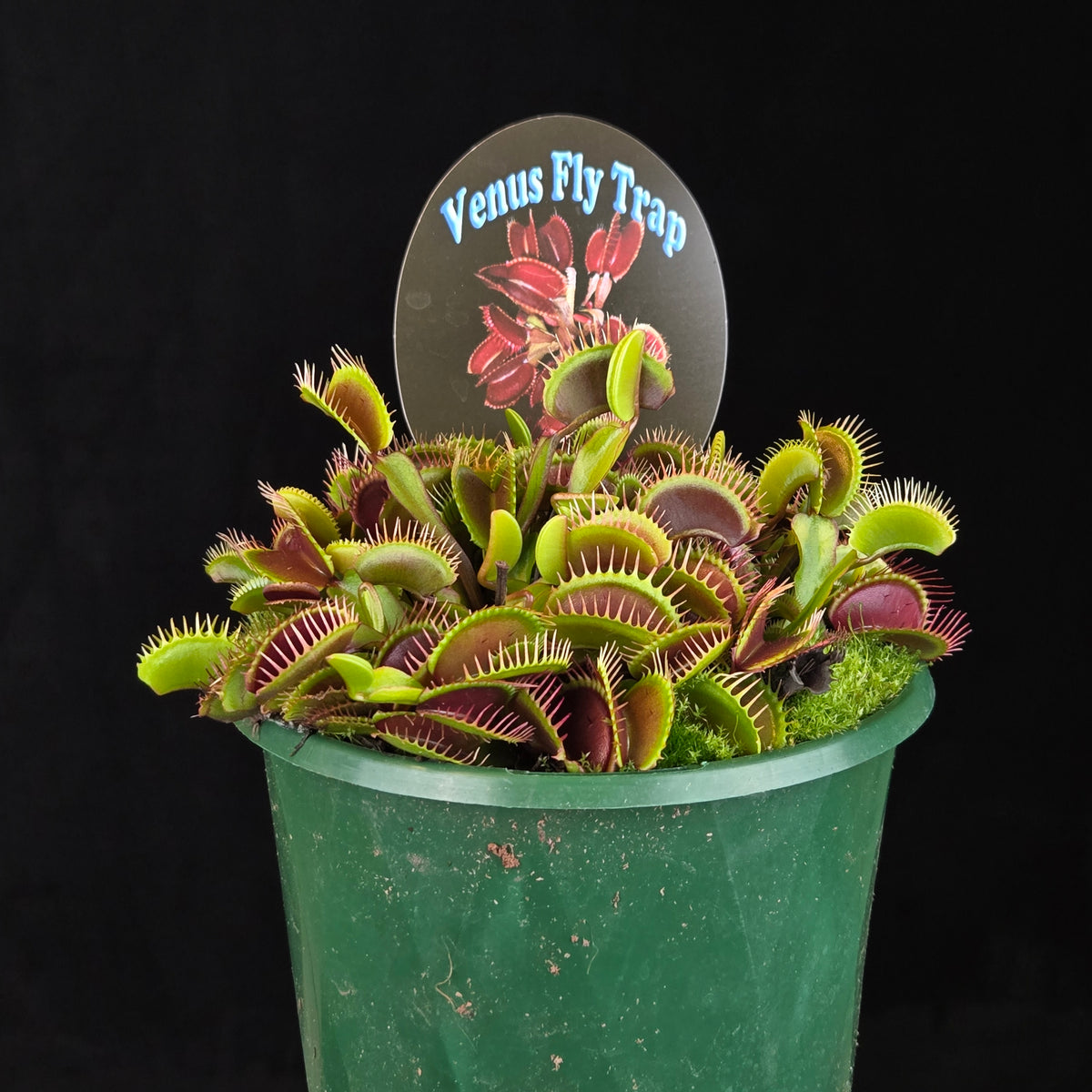 Dionaea muscipula ‘Akai Ryu’ Red Dragon Venus Flytrap growing in a green pot with plant label