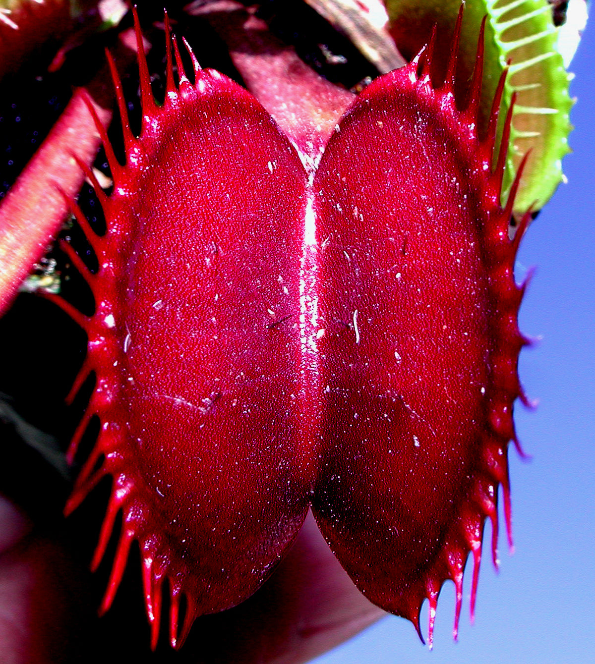 Close-up of deep red traps on Dionaea muscipula ‘Akai Ryu’ Red Dragon Venus Flytrap