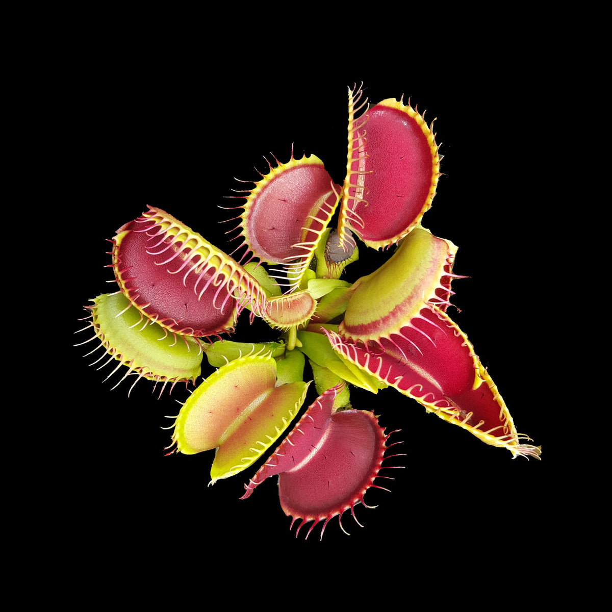 Dionaea muscipula ‘B52’ Venus Fly Trap showing broad red and green traps