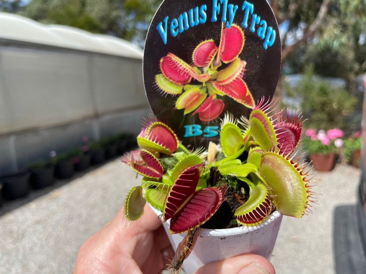 Side view of Dionaea muscipula ‘B52’ Venus Fly Trap growing in a pot held by hand