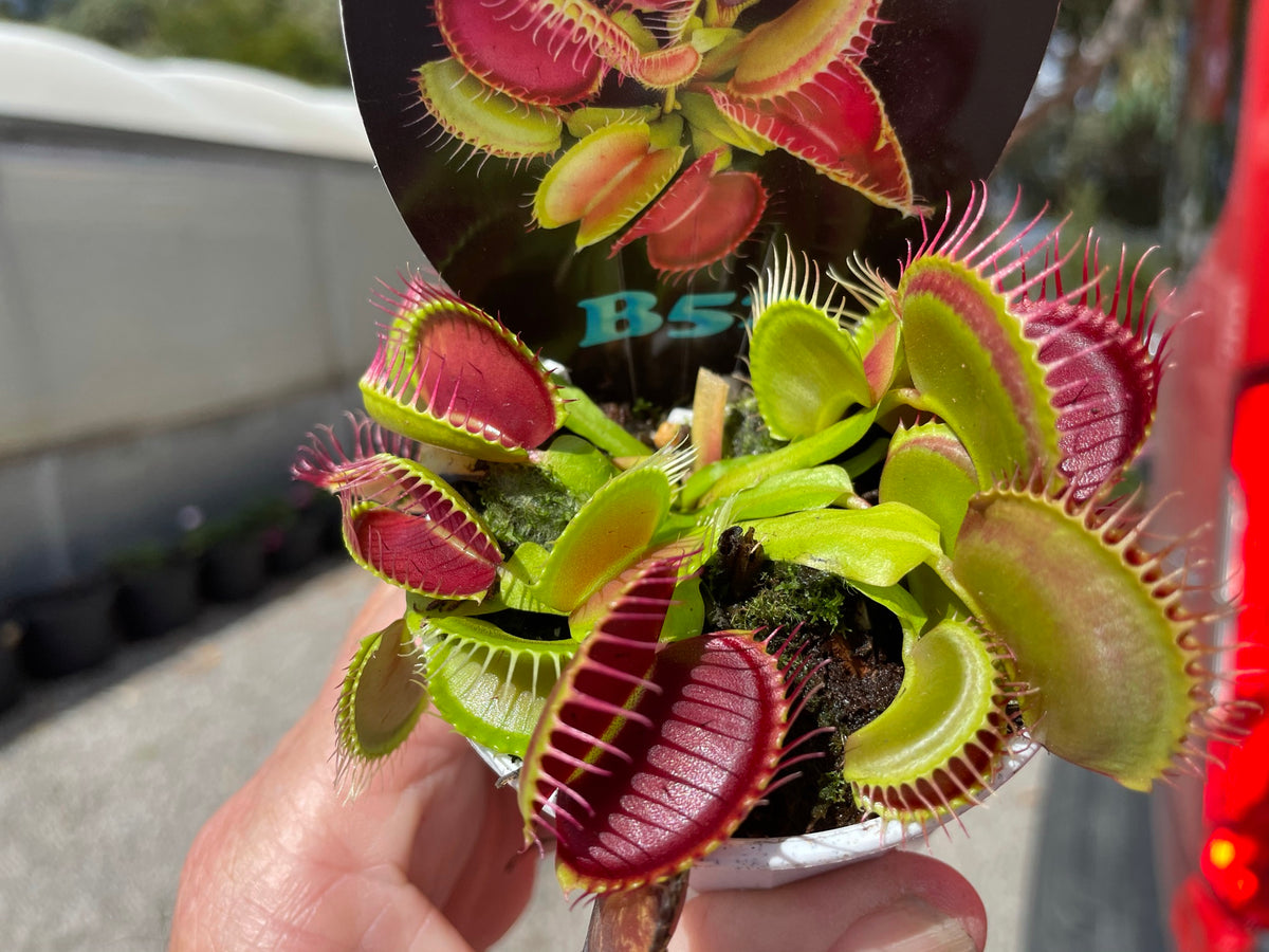 Dionaea muscipula ‘B52’ Venus Fly Trap growing in a pot held by hand