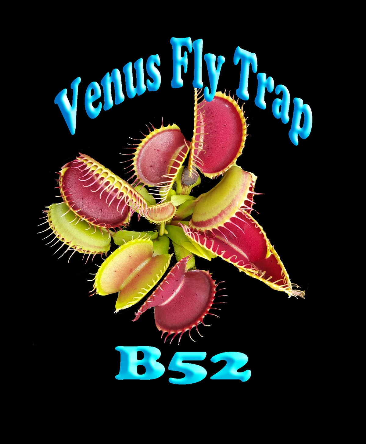Dionaea muscipula ‘B52’ Venus Fly Trap product label with plant image
