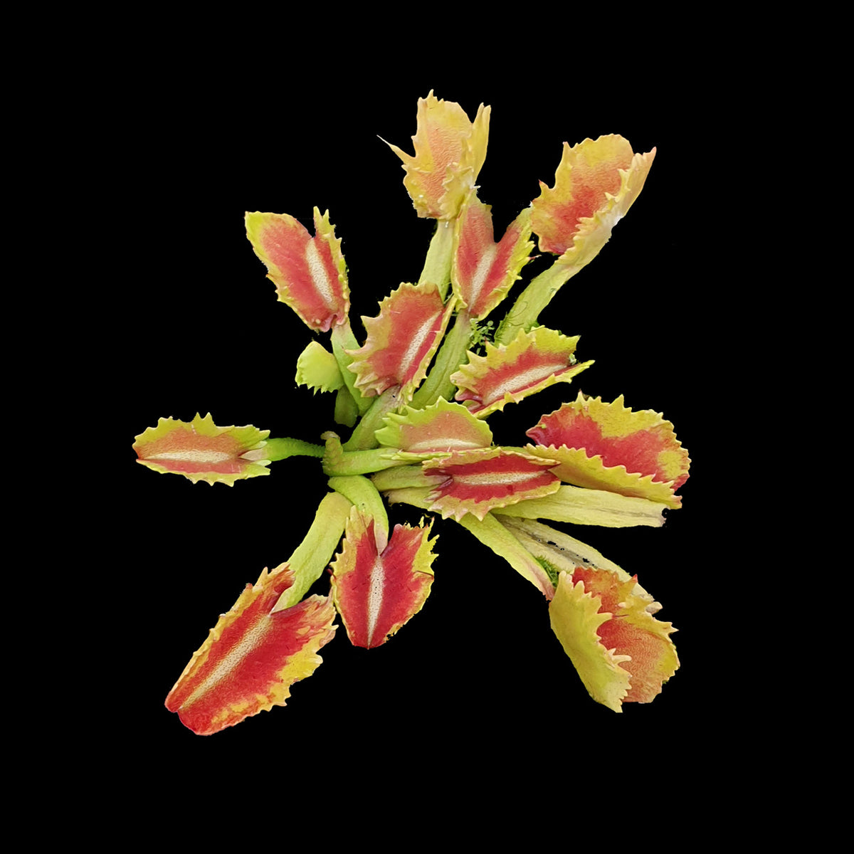 Dionaea muscipula ‘Bart Simpson’ Venus Fly Trap showing irregular green and red-blushed traps
