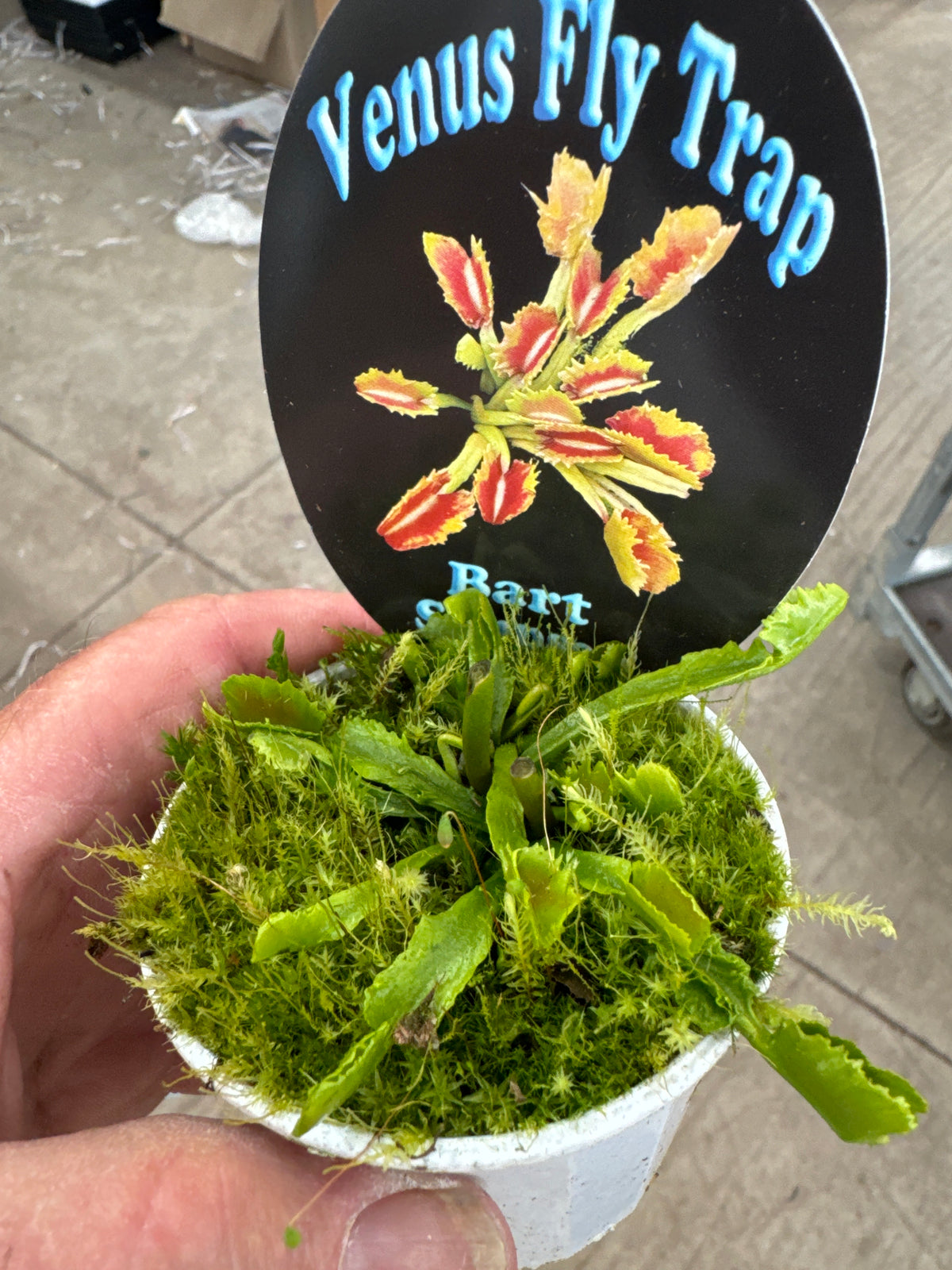 Dionaea muscipula ‘Bart Simpson’ Venus Fly Trap growing in a pot with plant label