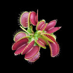 Dionaea muscipula ‘Big Mouth’ Venus Fly Trap showing broad pink and green traps