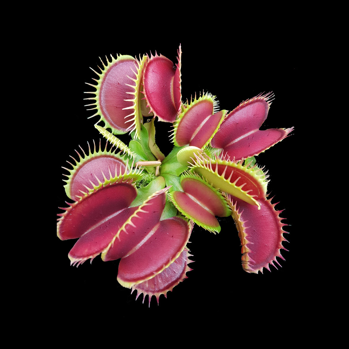 Dionaea muscipula ‘Big Mouth’ Venus Fly Trap showing broad pink and green traps