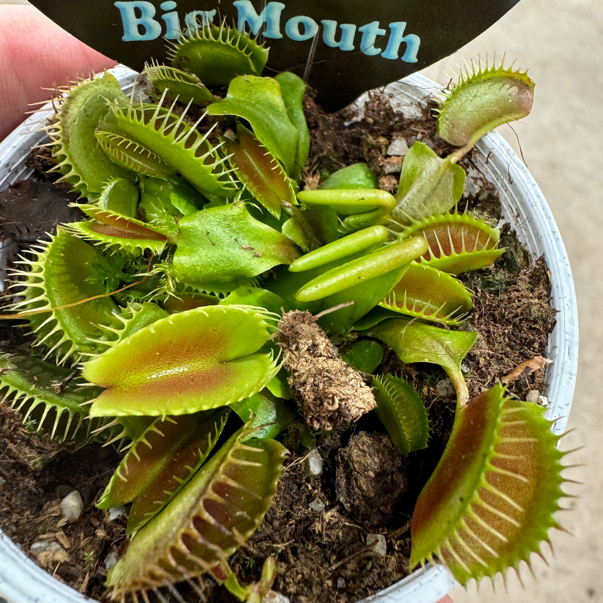 Top view of Dionaea muscipula ‘Big Mouth’ Venus Fly Trap showing broad green traps in a pot