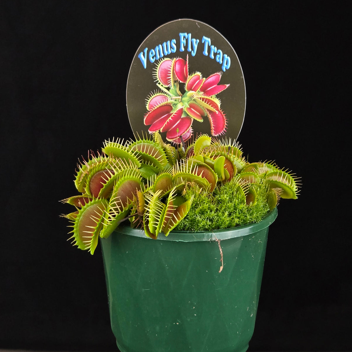 Dionaea muscipula ‘Big Mouth’ Venus Fly Trap growing in a green pot with plant label