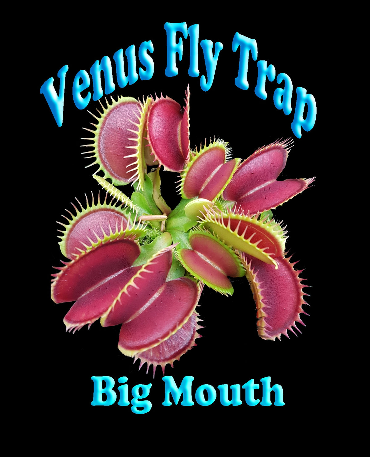 Dionaea muscipula ‘Big Mouth’ Venus Fly Trap product label with plant image