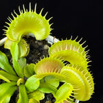 Dionaea muscipula ‘Bloody Nurse’ Venus Flytrap with broad green traps