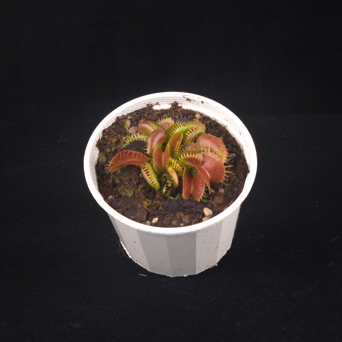 Dionaea muscipula ‘Bloody Nurse’ Venus Flytrap growing in a white pot