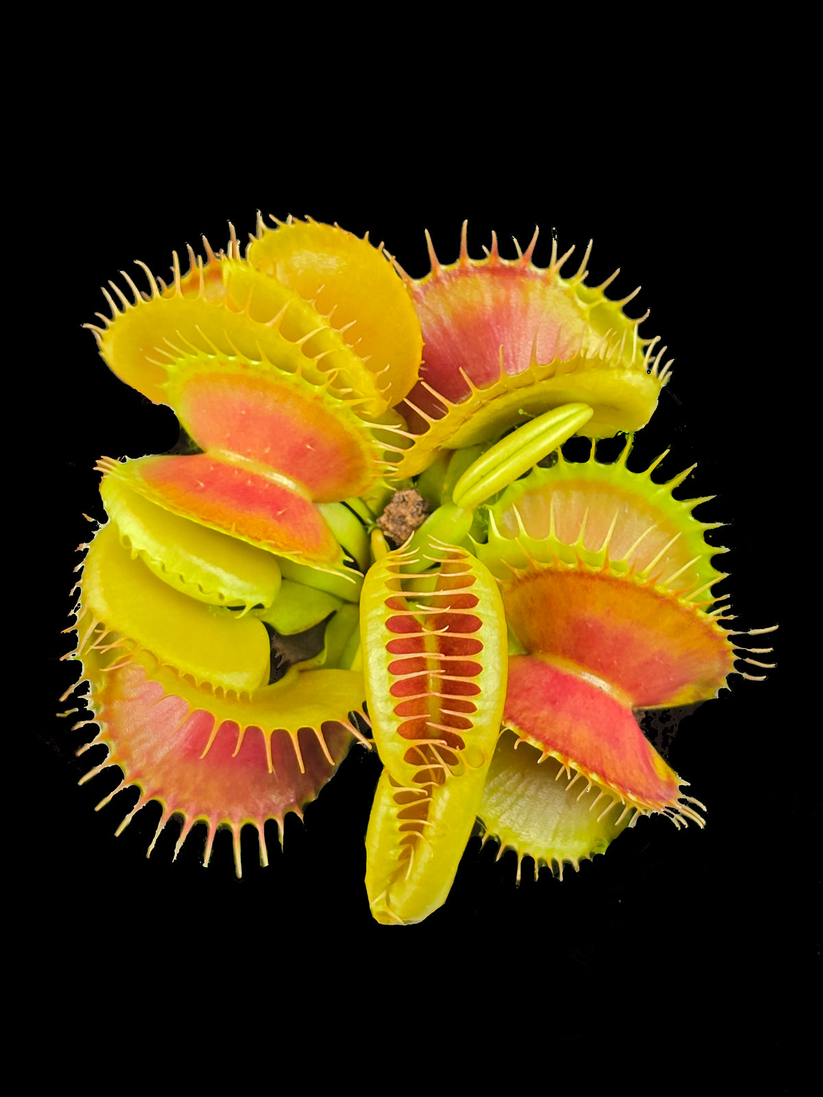 Dionaea muscipula ‘Bloody Nurse’ Venus Flytrap displaying vivid red traps