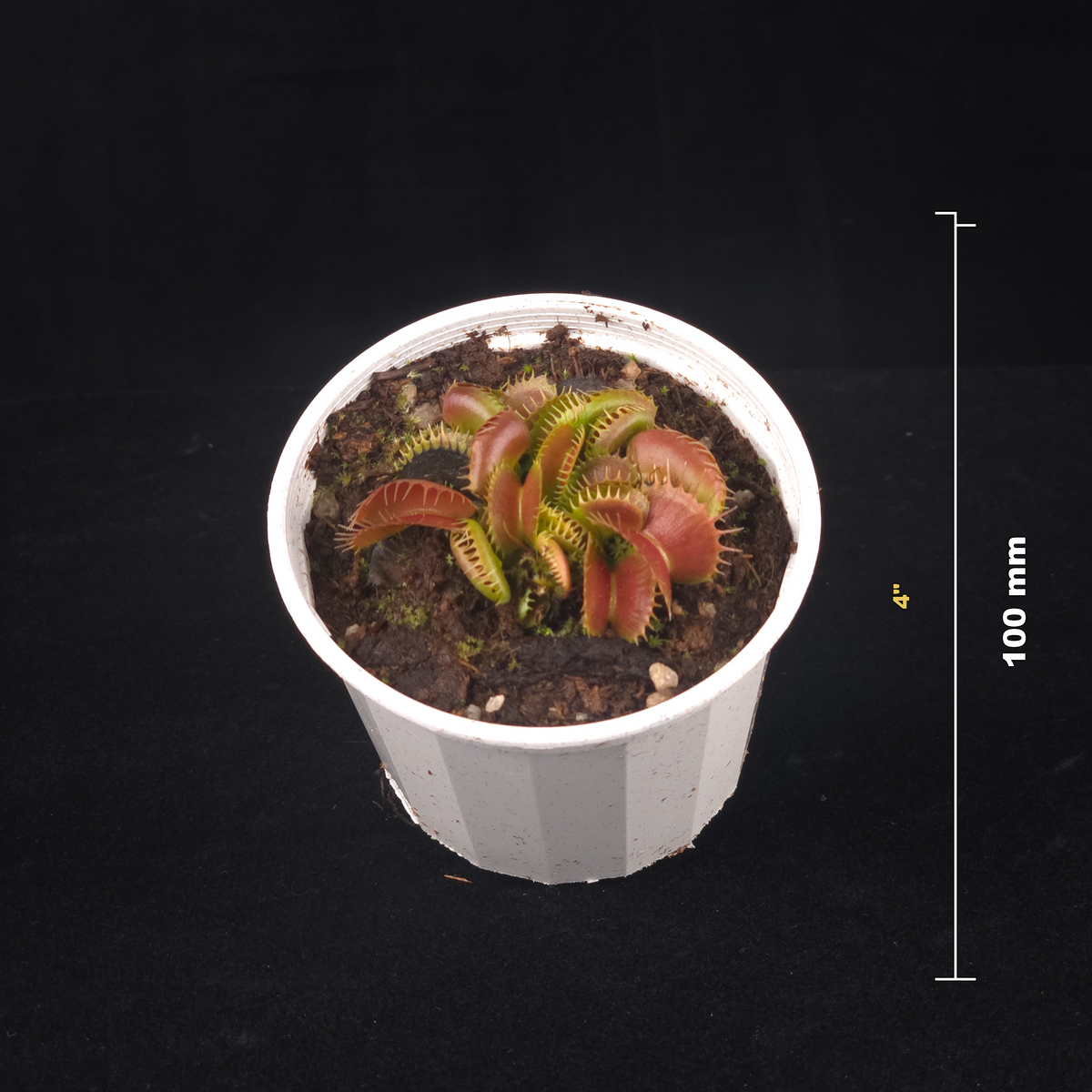 Dionaea muscipula ‘Bloody Nurse’ Venus Flytrap potted plant shown with size reference