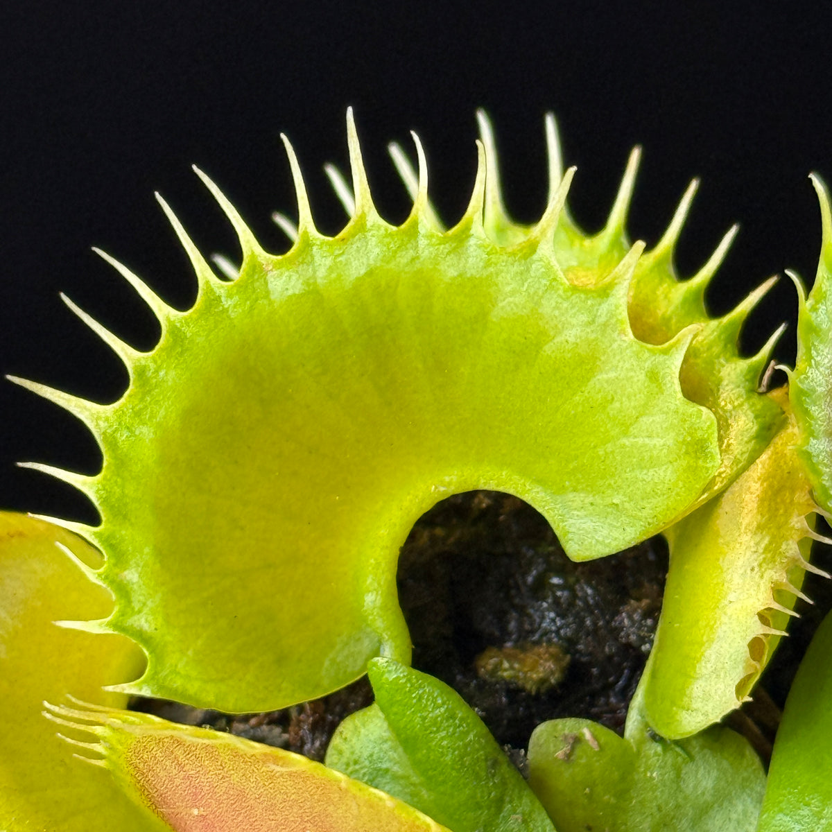 Close-up of a broad green trap on Dionaea muscipula ‘Bloody Nurse’ Venus Flytrap