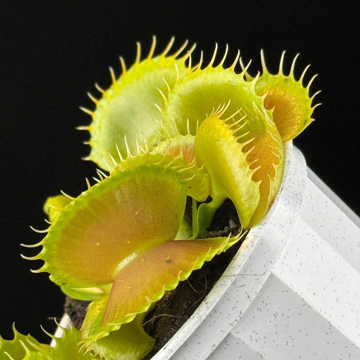 Side view of green traps on Dionaea muscipula ‘Bloody Nurse’ Venus Flytrap